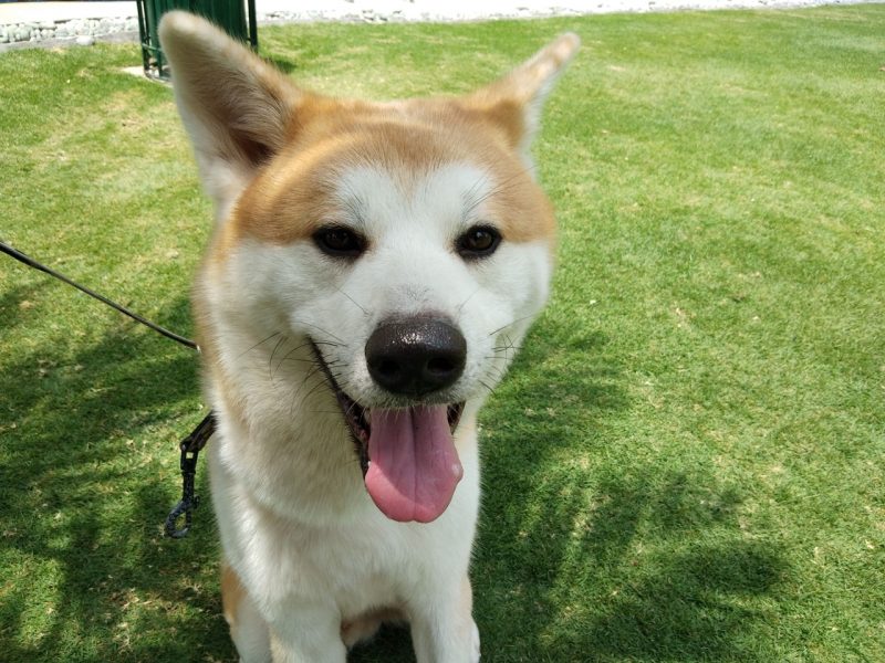 Vivo V9 Sample photos