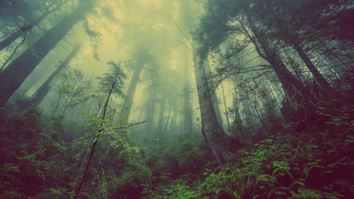 natural forests
